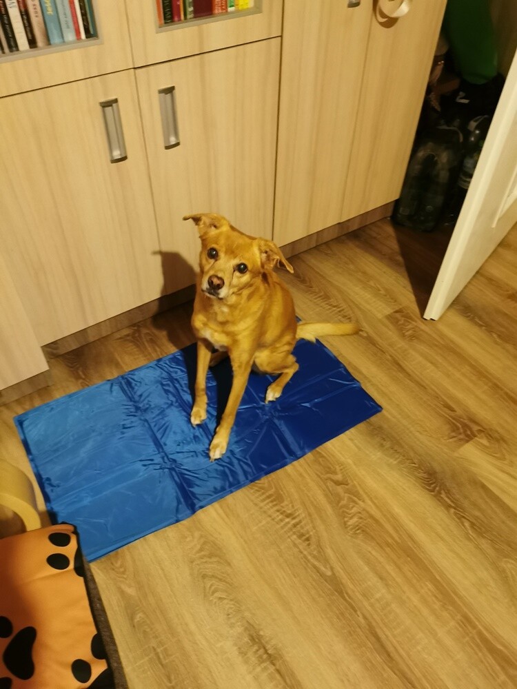 Dzień Kundelka 2024. / fot. Czytelnicy