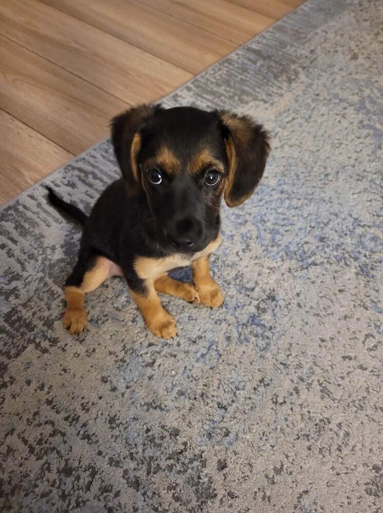 Dzień Kundelka 2024. / fot. Czytelnicy