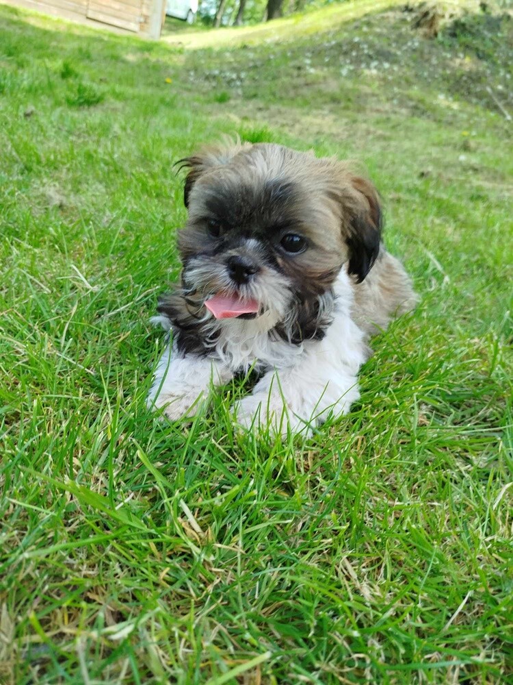 Dzień Kundelka 2024. / fot. Czytelnicy