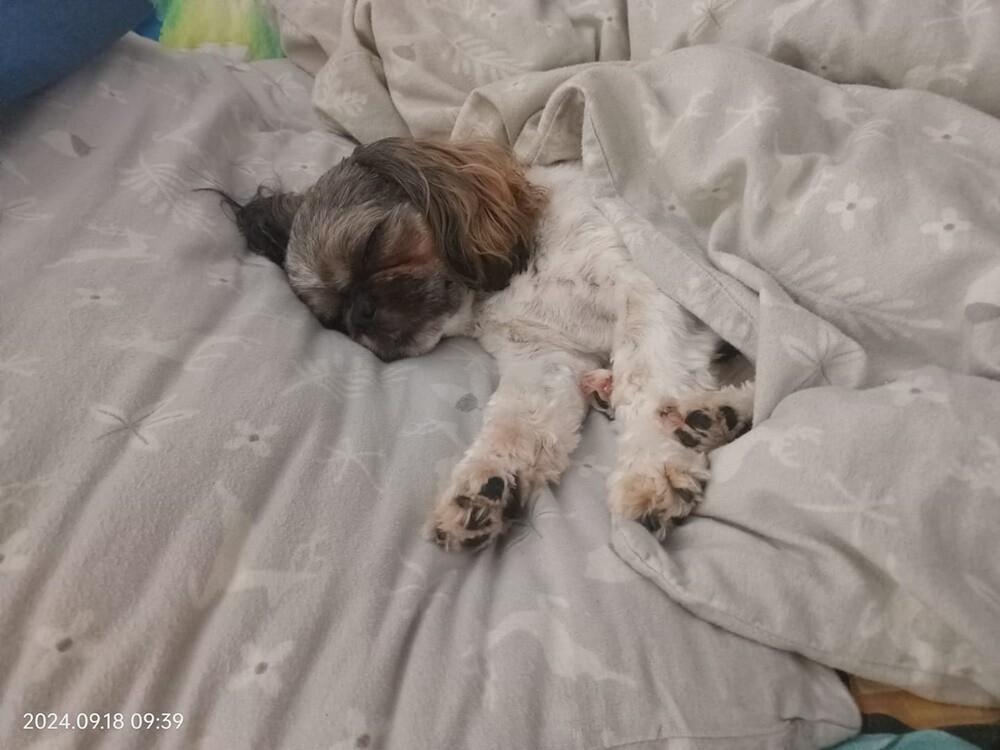 Dzień Kundelka 2024. / fot. Czytelnicy