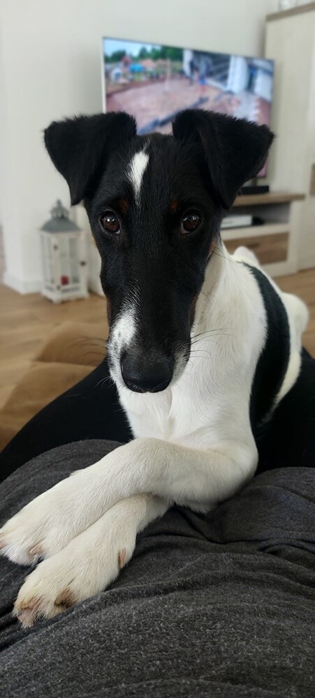 Dzień Kundelka 2024. / fot. Czytelnicy