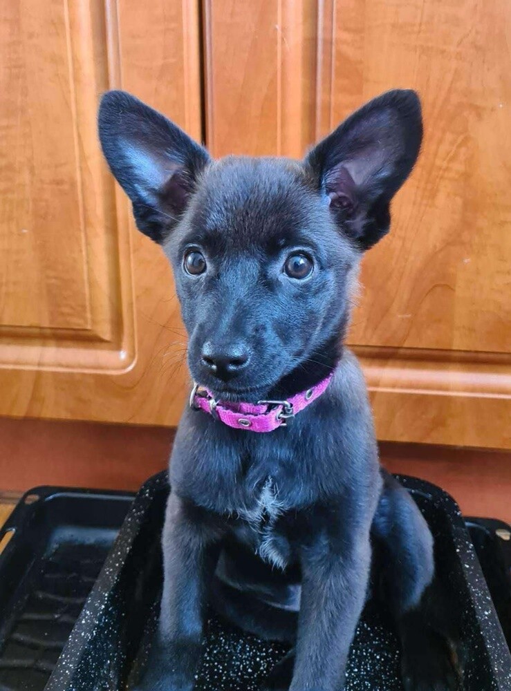 Dzień Kundelka 2024. / fot. Czytelnicy