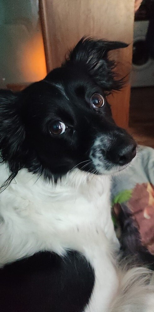 Dzień Kundelka 2024. / fot. Czytelnicy