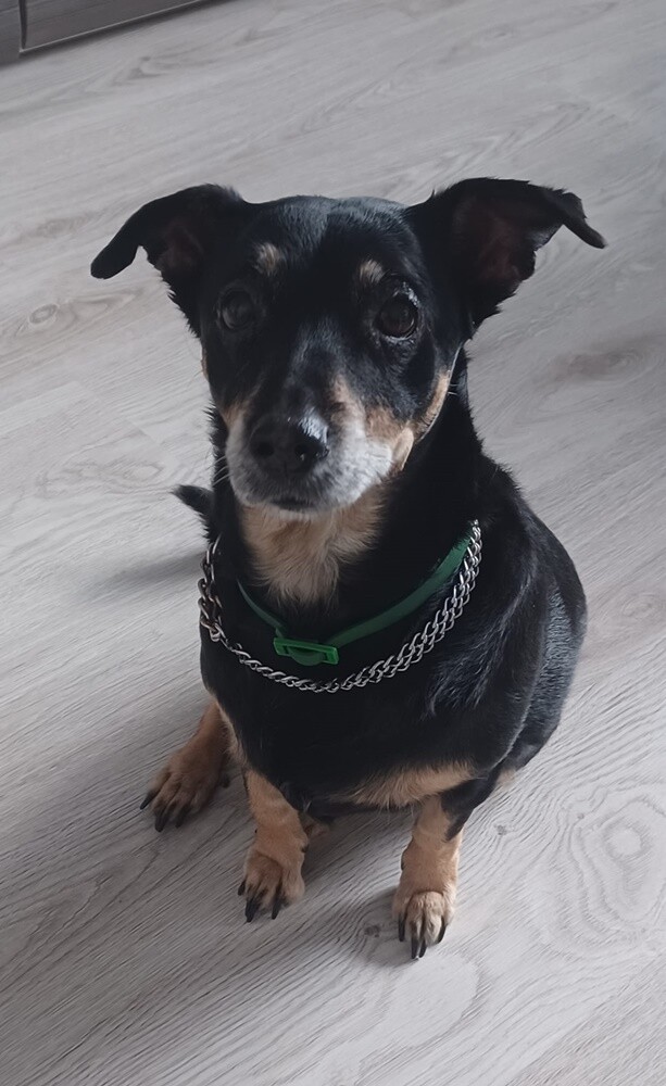 Dzień Kundelka 2024. / fot. Czytelnicy