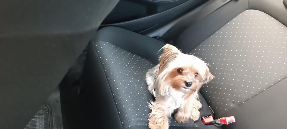 Dzień Kundelka 2024. / fot. Czytelnicy