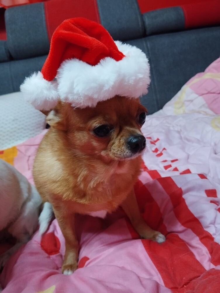 Dzień Kundelka 2024. / fot. Czytelnicy