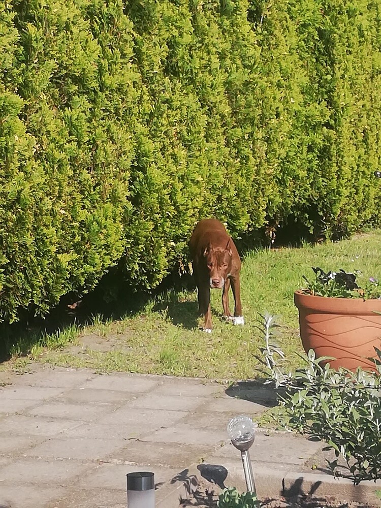 Kudłate, łaciate, rasowe i te wyjątkowe kundelki - wszystkie obchodziły wczoraj swoje święto. Wczoraj świętowaliśmy Międzynarodowy Dzień Psa, czyli najlepszego przyjaciela człowieka. W związku z tym poprosiliśmy naszym Czytelników o przesyłanie zdjęć swoich czworonogów. Zobaczcie przygotowaną przez nas galerię!