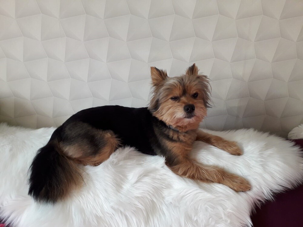 Kudłate, łaciate, rasowe i te wyjątkowe kundelki - wszystkie obchodziły wczoraj swoje święto. Wczoraj świętowaliśmy Międzynarodowy Dzień Psa, czyli najlepszego przyjaciela człowieka. W związku z tym poprosiliśmy naszym Czytelników o przesyłanie zdjęć swoich czworonogów. Zobaczcie przygotowaną przez nas galerię!