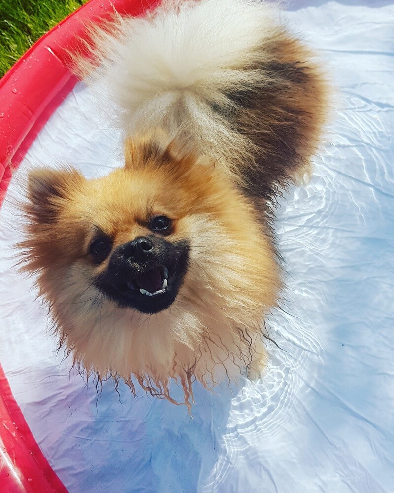 Kudłate, łaciate, rasowe i te wyjątkowe kundelki - wszystkie obchodziły wczoraj swoje święto. Wczoraj świętowaliśmy Międzynarodowy Dzień Psa, czyli najlepszego przyjaciela człowieka. W związku z tym poprosiliśmy naszym Czytelników o przesyłanie zdjęć swoich czworonogów. Zobaczcie przygotowaną przez nas galerię!