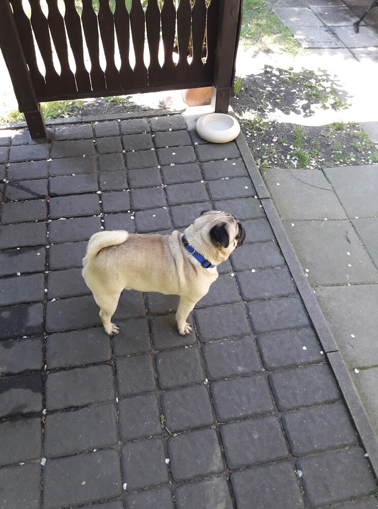 Kudłate, łaciate, rasowe i te wyjątkowe kundelki - wszystkie obchodziły wczoraj swoje święto. Wczoraj świętowaliśmy Międzynarodowy Dzień Psa, czyli najlepszego przyjaciela człowieka. W związku z tym poprosiliśmy naszym Czytelników o przesyłanie zdjęć swoich czworonogów. Zobaczcie przygotowaną przez nas galerię!