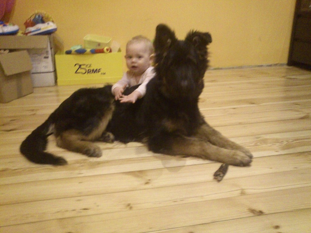 Kudłate, łaciate, rasowe i te wyjątkowe kundelki - wszystkie obchodziły wczoraj swoje święto. Wczoraj świętowaliśmy Międzynarodowy Dzień Psa, czyli najlepszego przyjaciela człowieka. W związku z tym poprosiliśmy naszym Czytelników o przesyłanie zdjęć swoich czworonogów. Zobaczcie przygotowaną przez nas galerię!