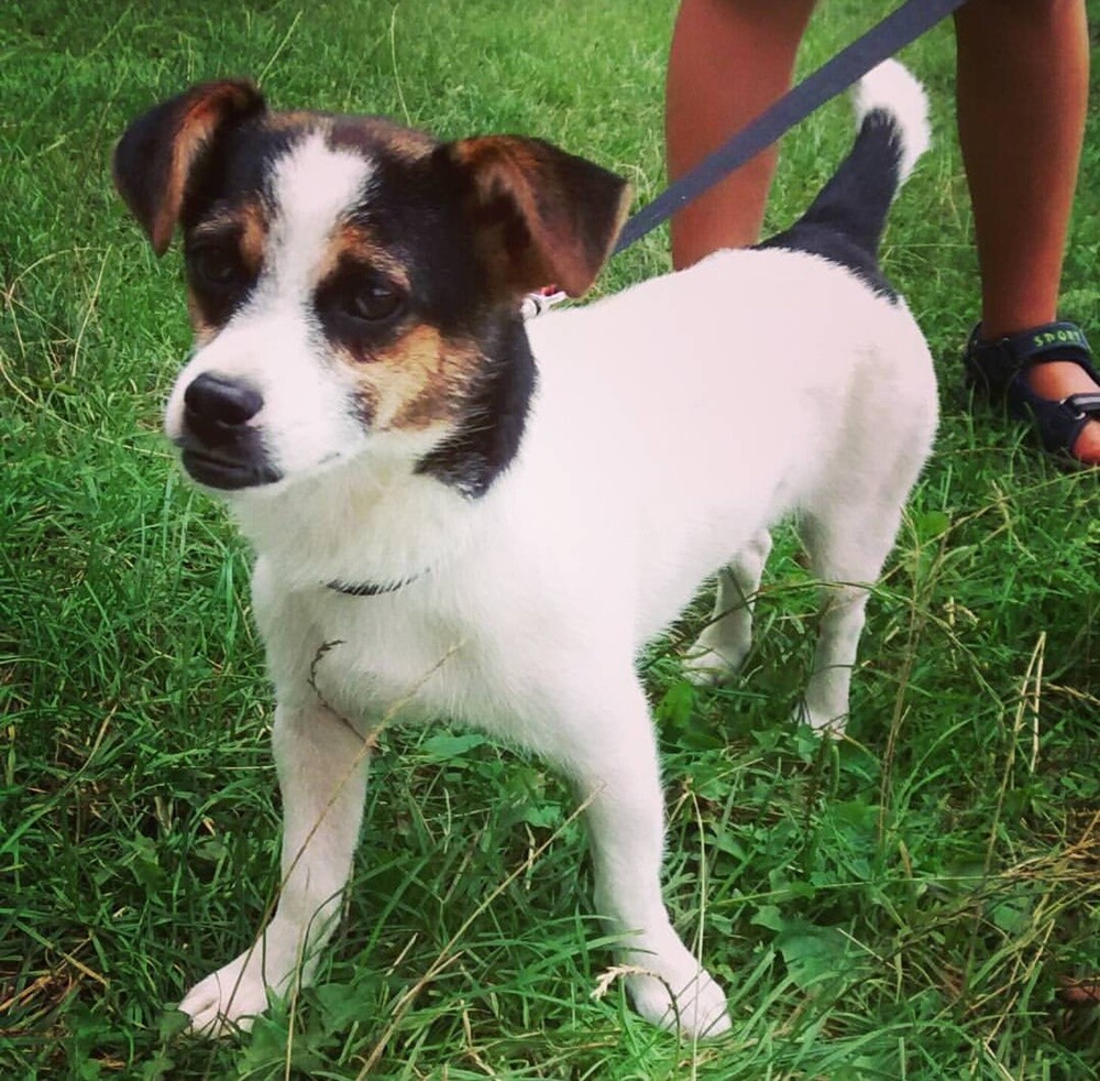 Kudłate, łaciate, rasowe i te wyjątkowe kundelki - wszystkie obchodziły wczoraj swoje święto. Wczoraj świętowaliśmy Międzynarodowy Dzień Psa, czyli najlepszego przyjaciela człowieka. W związku z tym poprosiliśmy naszym Czytelników o przesyłanie zdjęć swoich czworonogów. Zobaczcie przygotowaną przez nas galerię!