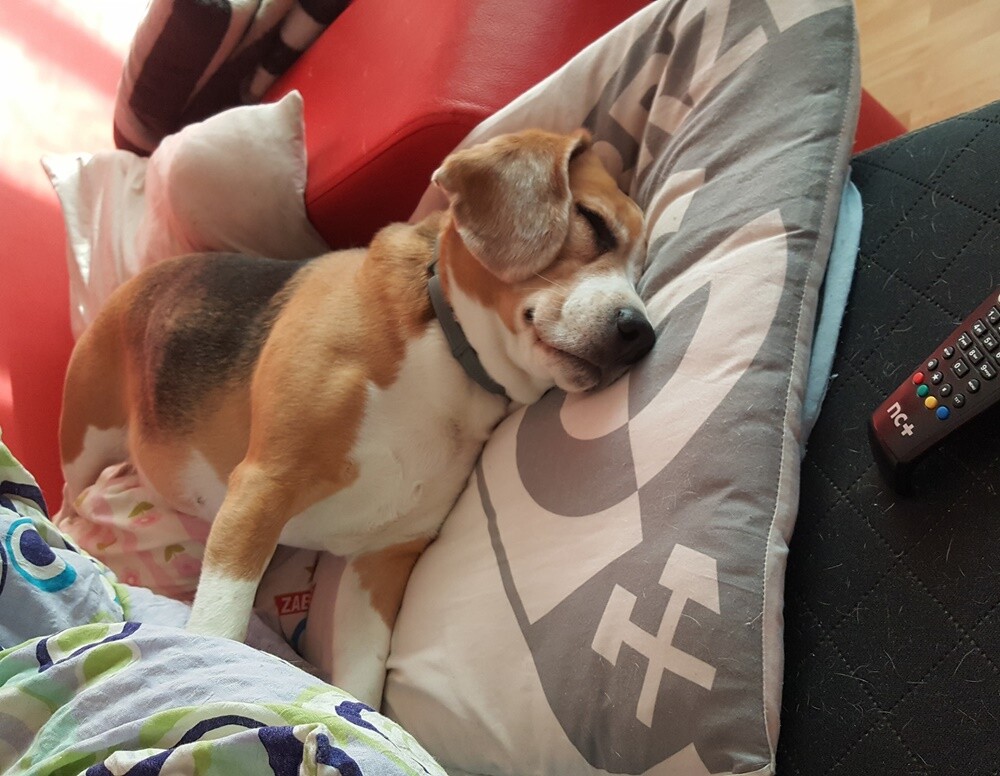 Kudłate, łaciate, rasowe i te wyjątkowe kundelki - wszystkie obchodziły wczoraj swoje święto. Wczoraj świętowaliśmy Międzynarodowy Dzień Psa, czyli najlepszego przyjaciela człowieka. W związku z tym poprosiliśmy naszym Czytelników o przesyłanie zdjęć swoich czworonogów. Zobaczcie przygotowaną przez nas galerię!