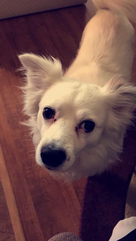 Kudłate, łaciate, rasowe i te wyjątkowe kundelki - wszystkie obchodziły wczoraj swoje święto. Wczoraj świętowaliśmy Międzynarodowy Dzień Psa, czyli najlepszego przyjaciela człowieka. W związku z tym poprosiliśmy naszym Czytelników o przesyłanie zdjęć swoich czworonogów. Zobaczcie przygotowaną przez nas galerię!