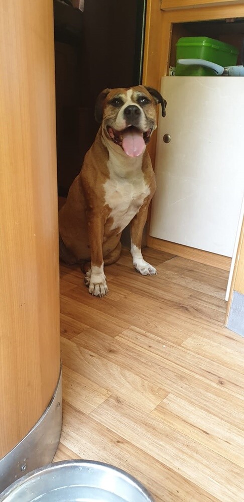 Kudłate, łaciate, rasowe i te wyjątkowe kundelki - wszystkie obchodziły wczoraj swoje święto. Wczoraj świętowaliśmy Międzynarodowy Dzień Psa, czyli najlepszego przyjaciela człowieka. W związku z tym poprosiliśmy naszym Czytelników o przesyłanie zdjęć swoich czworonogów. Zobaczcie przygotowaną przez nas galerię!