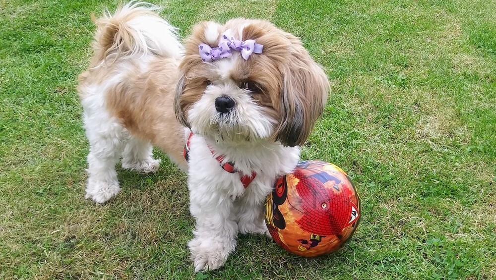 Kudłate, łaciate, rasowe i te wyjątkowe kundelki - wszystkie obchodziły wczoraj swoje święto. Wczoraj świętowaliśmy Międzynarodowy Dzień Psa, czyli najlepszego przyjaciela człowieka. W związku z tym poprosiliśmy naszym Czytelników o przesyłanie zdjęć swoich czworonogów. Zobaczcie przygotowaną przez nas galerię!