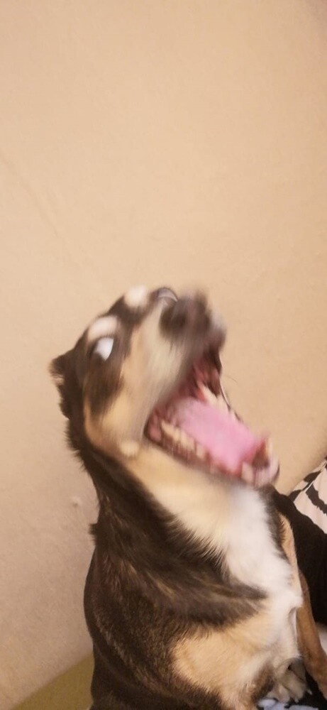 Kudłate, łaciate, rasowe i te wyjątkowe kundelki - wszystkie obchodziły wczoraj swoje święto. Wczoraj świętowaliśmy Międzynarodowy Dzień Psa, czyli najlepszego przyjaciela człowieka. W związku z tym poprosiliśmy naszym Czytelników o przesyłanie zdjęć swoich czworonogów. Zobaczcie przygotowaną przez nas galerię!