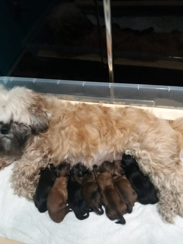 Kudłate, łaciate, rasowe i te wyjątkowe kundelki - wszystkie obchodziły wczoraj swoje święto. Wczoraj świętowaliśmy Międzynarodowy Dzień Psa, czyli najlepszego przyjaciela człowieka. W związku z tym poprosiliśmy naszym Czytelników o przesyłanie zdjęć swoich czworonogów. Zobaczcie przygotowaną przez nas galerię!