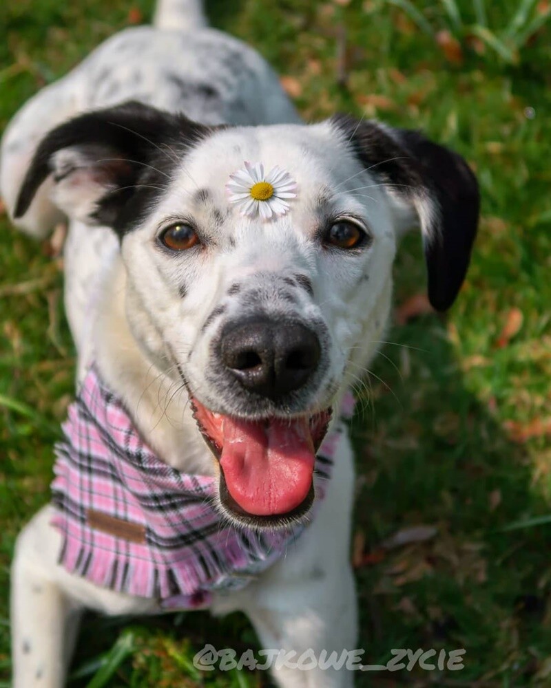 Kudłate, łaciate, rasowe i te wyjątkowe kundelki - wszystkie obchodziły wczoraj swoje święto. Wczoraj świętowaliśmy Międzynarodowy Dzień Psa, czyli najlepszego przyjaciela człowieka. W związku z tym poprosiliśmy naszym Czytelników o przesyłanie zdjęć swoich czworonogów. Zobaczcie przygotowaną przez nas galerię!