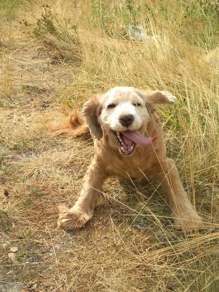 Kudłate, łaciate, rasowe i te wyjątkowe kundelki - wszystkie obchodziły wczoraj swoje święto. Wczoraj świętowaliśmy Międzynarodowy Dzień Psa, czyli najlepszego przyjaciela człowieka. W związku z tym poprosiliśmy naszym Czytelników o przesyłanie zdjęć swoich czworonogów. Zobaczcie przygotowaną przez nas galerię!