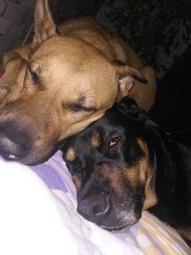 Kudłate, łaciate, rasowe i te wyjątkowe kundelki - wszystkie obchodziły wczoraj swoje święto. Wczoraj świętowaliśmy Międzynarodowy Dzień Psa, czyli najlepszego przyjaciela człowieka. W związku z tym poprosiliśmy naszym Czytelników o przesyłanie zdjęć swoich czworonogów. Zobaczcie przygotowaną przez nas galerię!