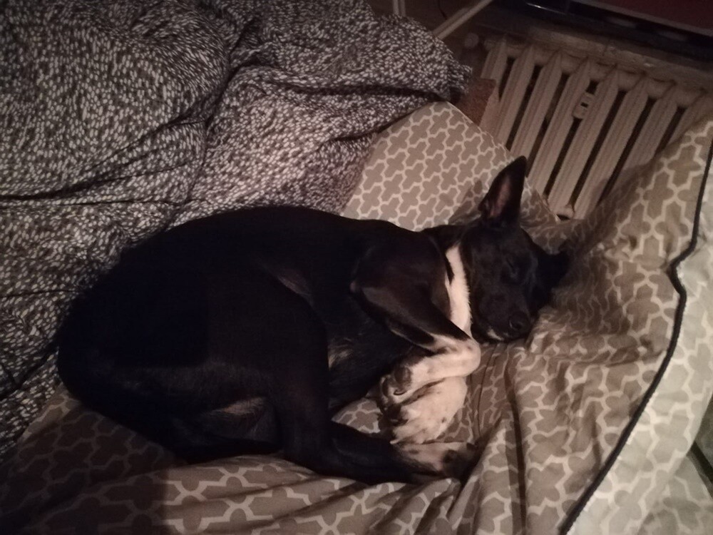 Kudłate, łaciate, rasowe i te wyjątkowe kundelki - wszystkie obchodziły wczoraj swoje święto. Wczoraj świętowaliśmy Międzynarodowy Dzień Psa, czyli najlepszego przyjaciela człowieka. W związku z tym poprosiliśmy naszym Czytelników o przesyłanie zdjęć swoich czworonogów. Zobaczcie przygotowaną przez nas galerię!