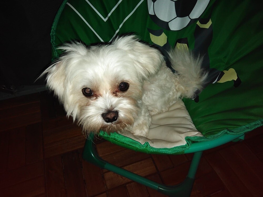 Kudłate, łaciate, rasowe i te wyjątkowe kundelki - wszystkie obchodziły wczoraj swoje święto. Wczoraj świętowaliśmy Międzynarodowy Dzień Psa, czyli najlepszego przyjaciela człowieka. W związku z tym poprosiliśmy naszym Czytelników o przesyłanie zdjęć swoich czworonogów. Zobaczcie przygotowaną przez nas galerię!