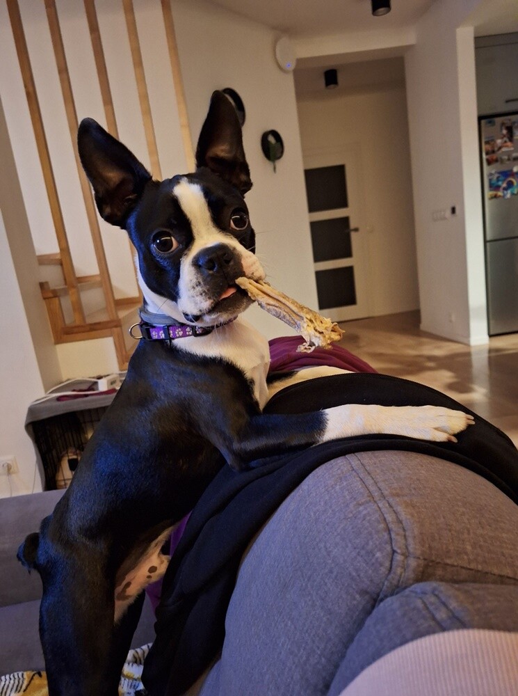 1 lipca świętowaliśmy Międzynarodowy Dzień Psa. Oto pupile naszych Czytelników [FOTO]