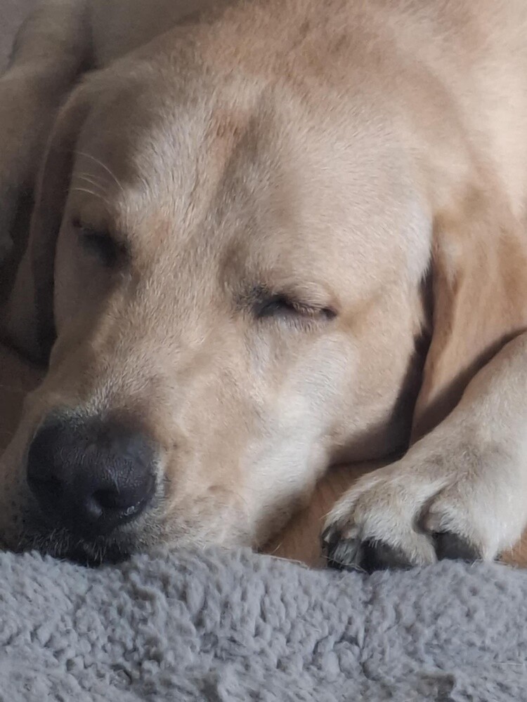 1 lipca świętowaliśmy Międzynarodowy Dzień Psa. Oto pupile naszych Czytelników [FOTO]