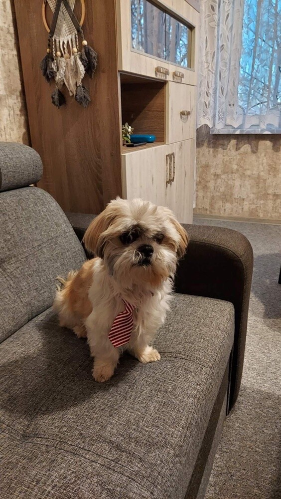 1 lipca świętowaliśmy Międzynarodowy Dzień Psa. Oto pupile naszych Czytelników [FOTO]