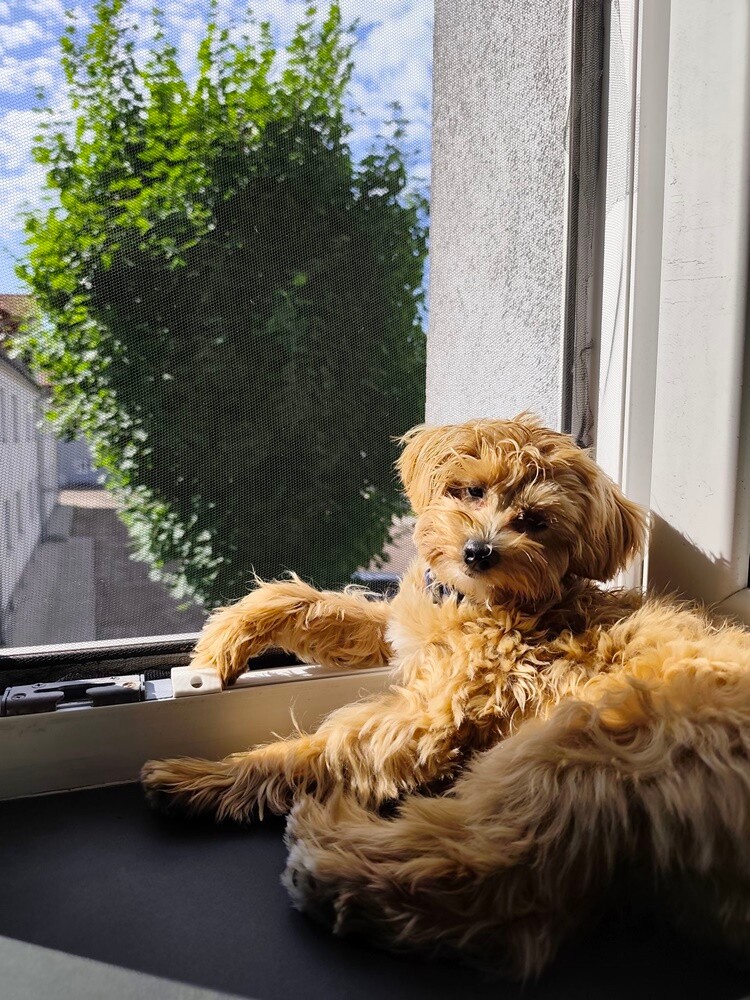 1 lipca świętowaliśmy Międzynarodowy Dzień Psa. Oto pupile naszych Czytelników [FOTO]