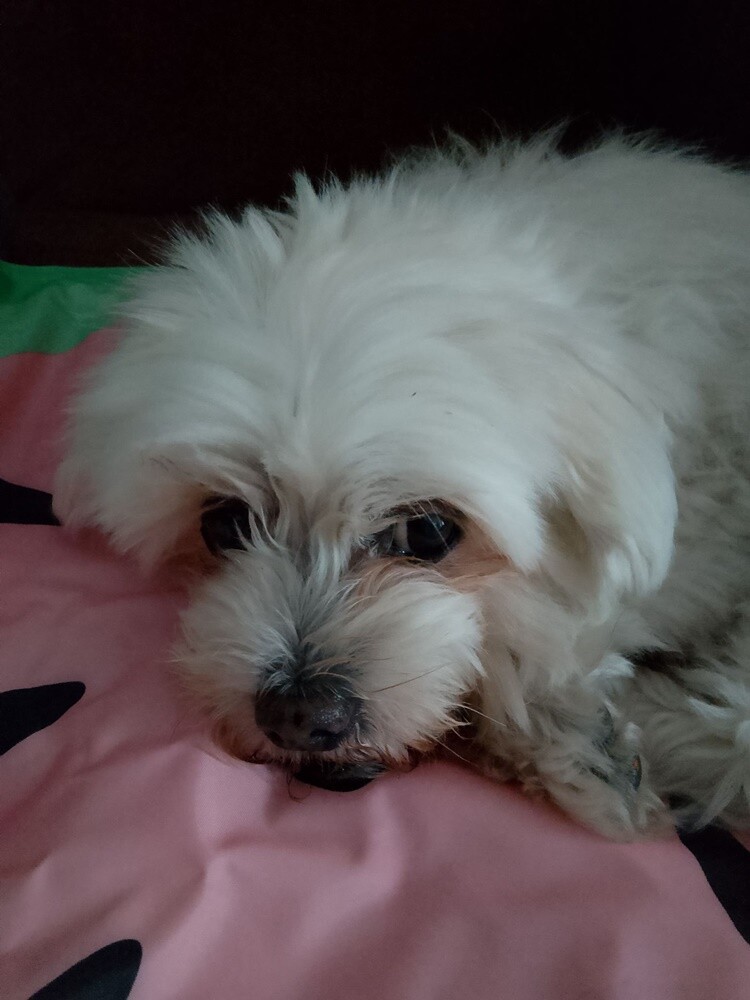 1 lipca świętowaliśmy Międzynarodowy Dzień Psa. Oto pupile naszych Czytelników [FOTO]