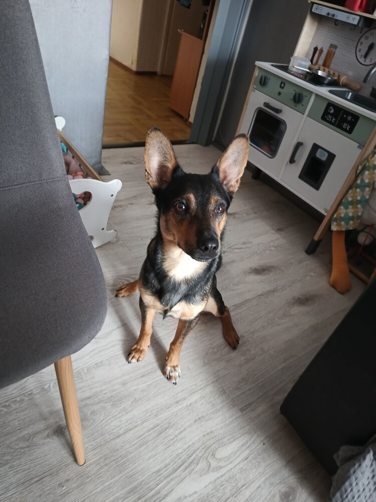 1 lipca świętowaliśmy Międzynarodowy Dzień Psa. Oto pupile naszych Czytelników [FOTO]