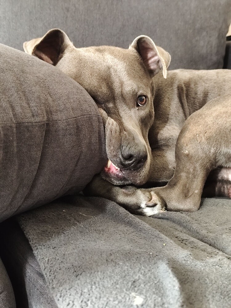 1 lipca świętowaliśmy Międzynarodowy Dzień Psa. Oto pupile naszych Czytelników [FOTO]