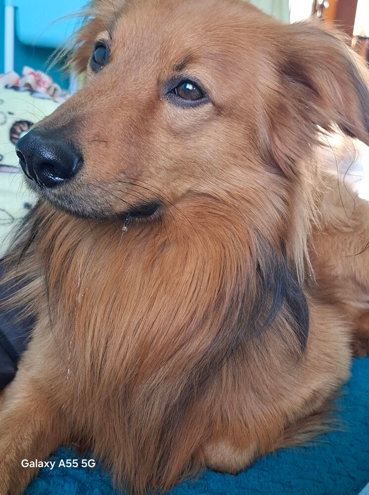 1 lipca świętowaliśmy Międzynarodowy Dzień Psa. Oto pupile naszych Czytelników [FOTO]