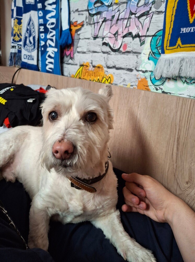 1 lipca świętowaliśmy Międzynarodowy Dzień Psa. Oto pupile naszych Czytelników [FOTO]