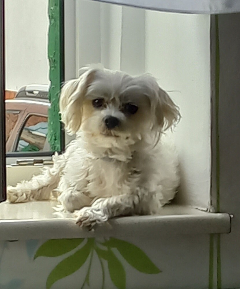 1 lipca świętowaliśmy Międzynarodowy Dzień Psa. Oto pupile naszych Czytelników [FOTO]