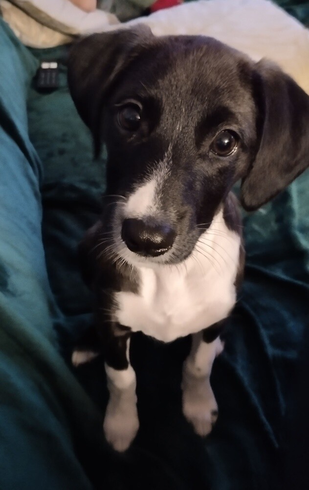 1 lipca świętowaliśmy Międzynarodowy Dzień Psa. Oto pupile naszych Czytelników [FOTO]