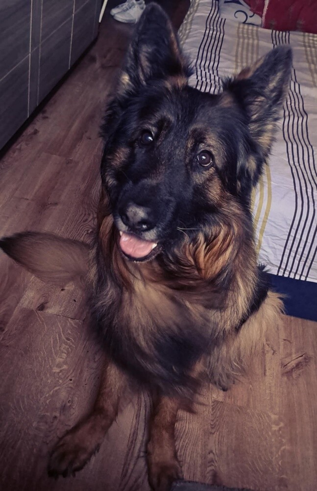 1 lipca świętowaliśmy Międzynarodowy Dzień Psa. Oto pupile naszych Czytelników [FOTO]