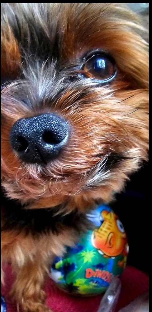 1 lipca świętowaliśmy Międzynarodowy Dzień Psa. Oto pupile naszych Czytelników [FOTO]