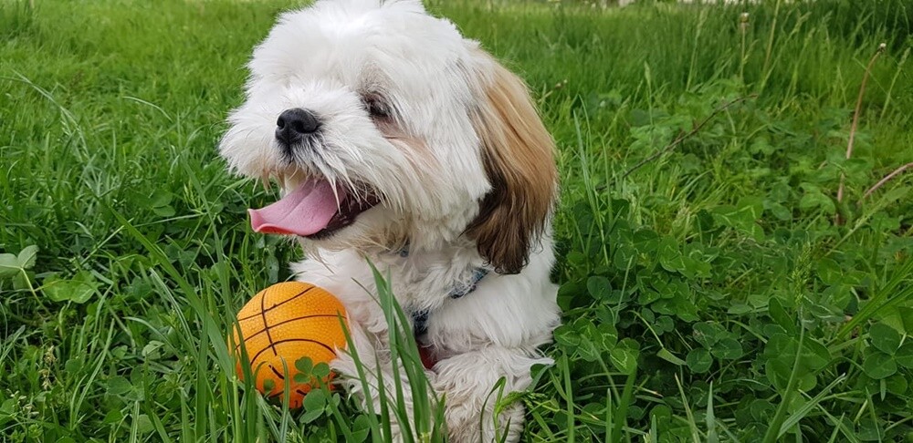 Kudłate, łaciate, rasowe i te wyjątkowe kundelki - wszystkie obchodziły w środę swoje święto. 1 lipca świętowaliśmy Międzynarodowy Dzień Psa, czyli najlepszego przyjaciela człowieka. W związku z tym poprosiliśmy naszych Czytelników o przesyłanie zdjęć swoich czworonogów. Zobaczcie przygotowaną przez nas galerię!