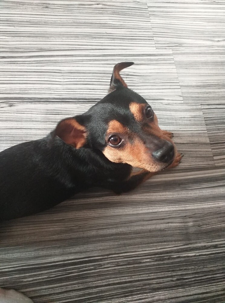 Kudłate, łaciate, rasowe i te wyjątkowe kundelki - wszystkie obchodziły w środę swoje święto. 1 lipca świętowaliśmy Międzynarodowy Dzień Psa, czyli najlepszego przyjaciela człowieka. W związku z tym poprosiliśmy naszych Czytelników o przesyłanie zdjęć swoich czworonogów. Zobaczcie przygotowaną przez nas galerię!