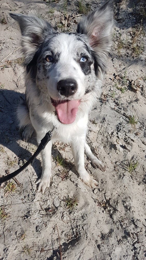 Kudłate, łaciate, rasowe i te wyjątkowe kundelki - wszystkie obchodziły w środę swoje święto. 1 lipca świętowaliśmy Międzynarodowy Dzień Psa, czyli najlepszego przyjaciela człowieka. W związku z tym poprosiliśmy naszych Czytelników o przesyłanie zdjęć swoich czworonogów. Zobaczcie przygotowaną przez nas galerię!