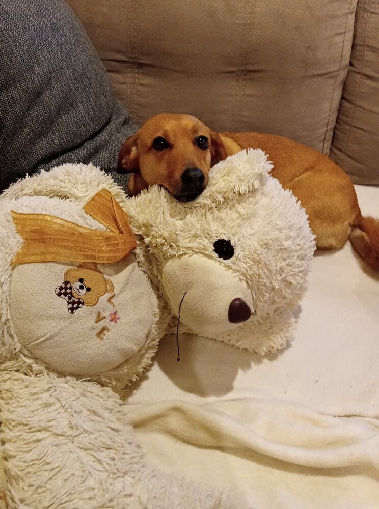 Kudłate, łaciate, rasowe i te wyjątkowe kundelki - wszystkie obchodziły w środę swoje święto. 1 lipca świętowaliśmy Międzynarodowy Dzień Psa, czyli najlepszego przyjaciela człowieka. W związku z tym poprosiliśmy naszych Czytelników o przesyłanie zdjęć swoich czworonogów. Zobaczcie przygotowaną przez nas galerię!