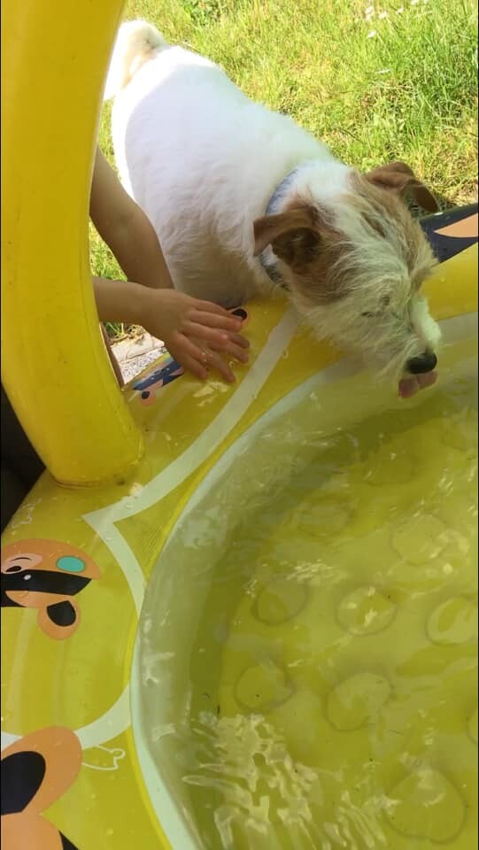 Kudłate, łaciate, rasowe i te wyjątkowe kundelki - wszystkie obchodziły w środę swoje święto. 1 lipca świętowaliśmy Międzynarodowy Dzień Psa, czyli najlepszego przyjaciela człowieka. W związku z tym poprosiliśmy naszych Czytelników o przesyłanie zdjęć swoich czworonogów. Zobaczcie przygotowaną przez nas galerię!