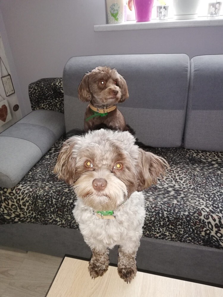 Kudłate, łaciate, rasowe i te wyjątkowe kundelki - wszystkie obchodziły w środę swoje święto. 1 lipca świętowaliśmy Międzynarodowy Dzień Psa, czyli najlepszego przyjaciela człowieka. W związku z tym poprosiliśmy naszych Czytelników o przesyłanie zdjęć swoich czworonogów. Zobaczcie przygotowaną przez nas galerię!