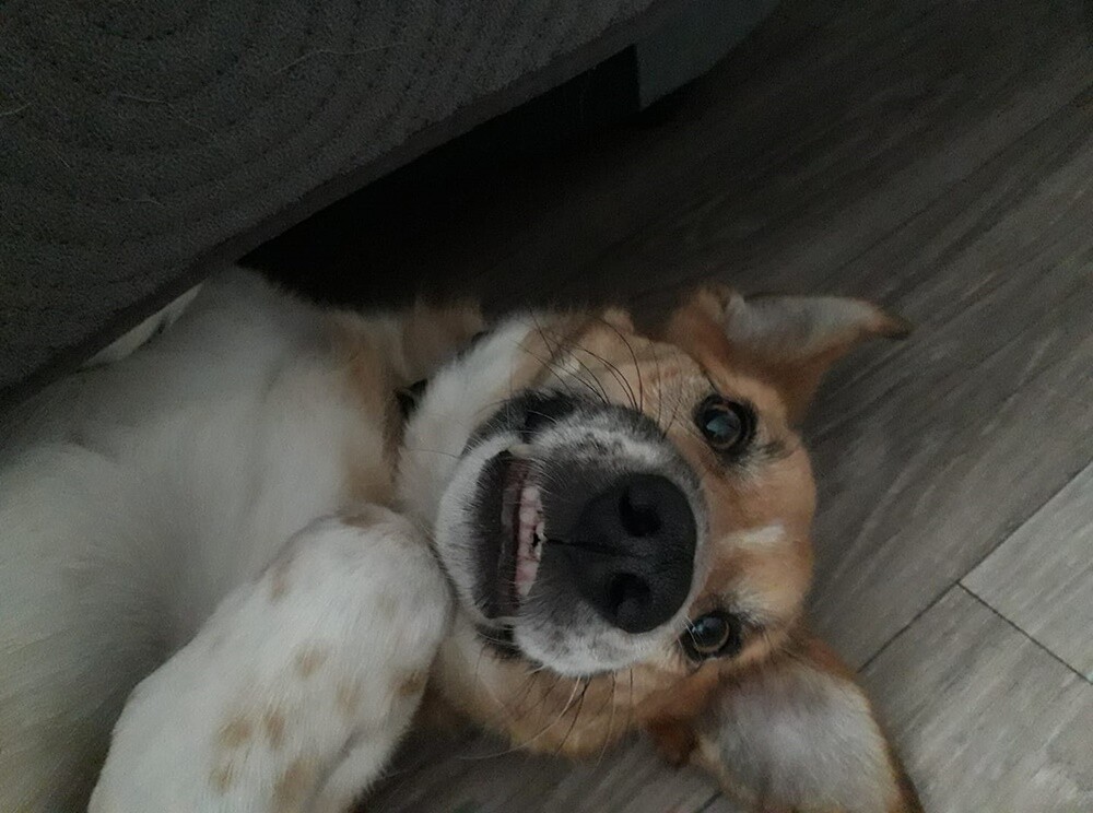 Kudłate, łaciate, rasowe i te wyjątkowe kundelki - wszystkie obchodziły w środę swoje święto. 1 lipca świętowaliśmy Międzynarodowy Dzień Psa, czyli najlepszego przyjaciela człowieka. W związku z tym poprosiliśmy naszych Czytelników o przesyłanie zdjęć swoich czworonogów. Zobaczcie przygotowaną przez nas galerię!