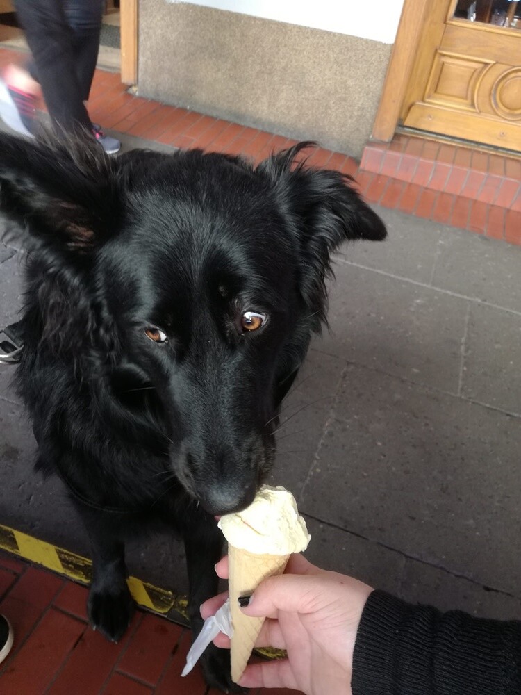 Kudłate, łaciate, rasowe i te wyjątkowe kundelki - wszystkie obchodziły w środę swoje święto. 1 lipca świętowaliśmy Międzynarodowy Dzień Psa, czyli najlepszego przyjaciela człowieka. W związku z tym poprosiliśmy naszych Czytelników o przesyłanie zdjęć swoich czworonogów. Zobaczcie przygotowaną przez nas galerię!