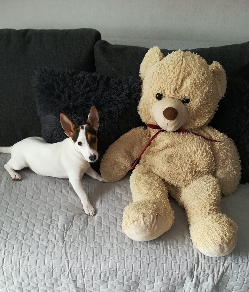 Kudłate, łaciate, rasowe i te wyjątkowe kundelki - wszystkie obchodziły w środę swoje święto. 1 lipca świętowaliśmy Międzynarodowy Dzień Psa, czyli najlepszego przyjaciela człowieka. W związku z tym poprosiliśmy naszych Czytelników o przesyłanie zdjęć swoich czworonogów. Zobaczcie przygotowaną przez nas galerię!