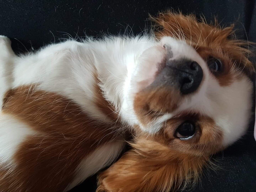 Kudłate, łaciate, rasowe i te wyjątkowe kundelki - wszystkie obchodziły w środę swoje święto. 1 lipca świętowaliśmy Międzynarodowy Dzień Psa, czyli najlepszego przyjaciela człowieka. W związku z tym poprosiliśmy naszych Czytelników o przesyłanie zdjęć swoich czworonogów. Zobaczcie przygotowaną przez nas galerię!